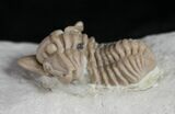 Gorgeous Snout Nosed Spathacalymene Trilobite - Rare #9229-4